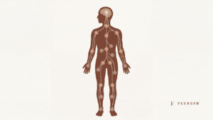 What is the Endocannabinoid system and why does it matter