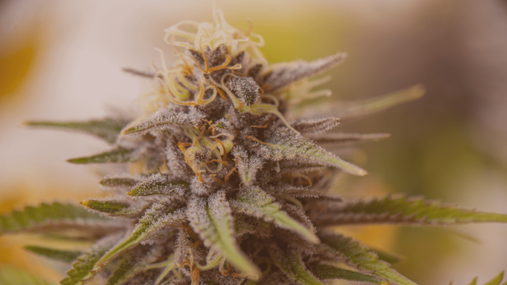 What Hybrid Cannabis Really Means