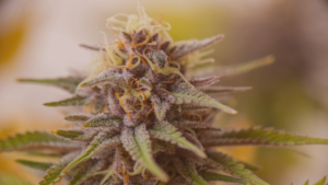What Hybrid Cannabis Really Means